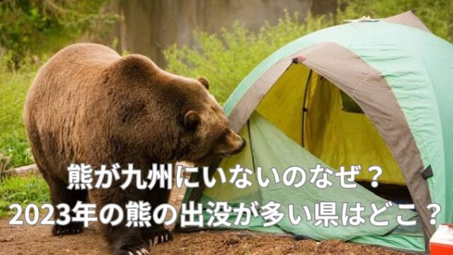 熊が九州にいないのなぜ？2023年の熊の出没が多い県はどこ？